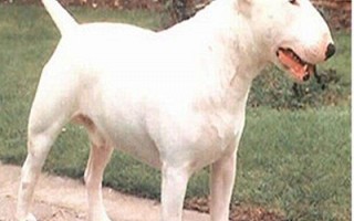 Bll Terrier Standard